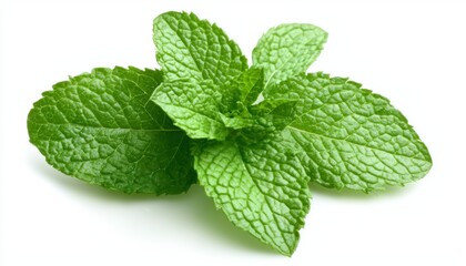 A sprig of fresh mint leaves, vibrant and textured, isolated on a clean white surface