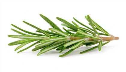 Fototapeta premium A sprig of rosemary with its needle-like leaves, isolated on a clean white surface