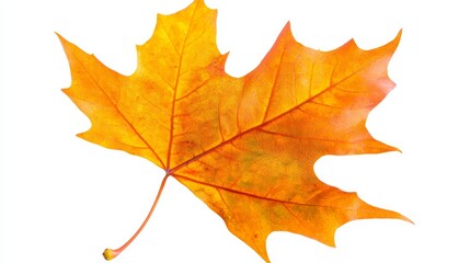 Obraz premium A vibrant maple leaf turning from green to orange, its autumnal hues captured perfectly, isolated on white