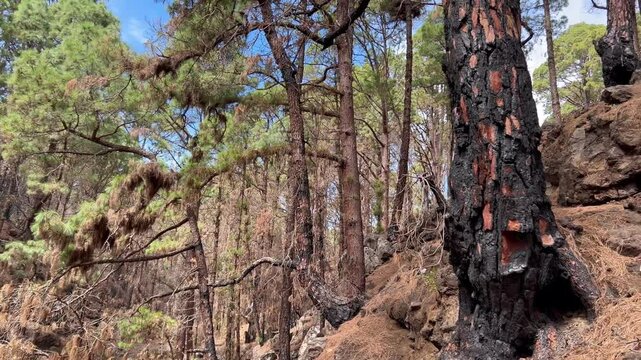 Bosque de pinos canarios y &aacute;rbol quemado en el &uacute;ltimo incendio forestal de los montes de La Esperanza en la isla de Tenerife, islas Canarias