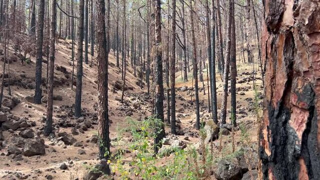 Pinos canarios en los montes de La Esperanza en la isla de Tenerife, islas Canarias, despu&eacute;s del &uacute;ltimo incendio forestal