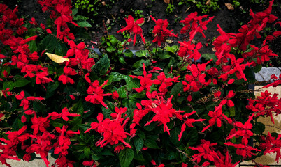 A bunch of red flowers are in a pot. The flowers are in full bloom and are very bright