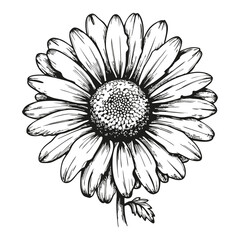 A black and white drawing of a daisy flower. The flower is large and has a yellow center. The petals are spread out and the stem is thin. The drawing has a simple and elegant feel to it