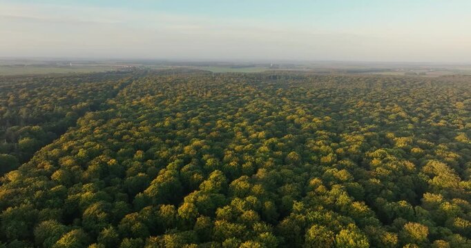 Vue a&eacute;rienne de la for&ecirc;t de Cr&eacute;cy