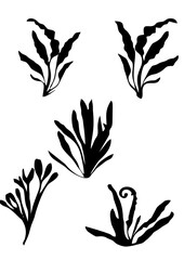 vector plants silouete