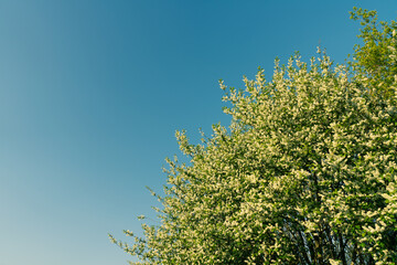 branches and sky in spring