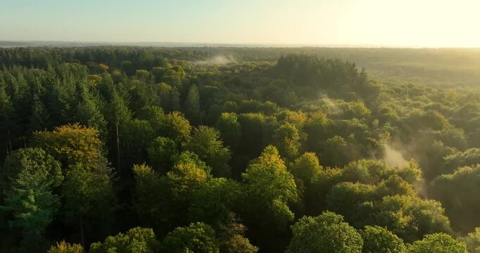 Vue a&eacute;rienne de la for&ecirc;t de Cr&eacute;cy
