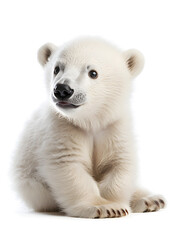 Obraz premium Cute baby polar bear, isolated on white background
