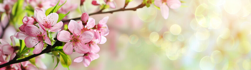Obraz premium Beautiful cherry blossoms blooming with soft bokeh in the background. Banner or header