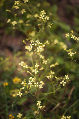 Beautiful small yellow wild flower. rape blossoms. Beautiful blooming small tumbleweed mustard and garlic mustard in sunny May