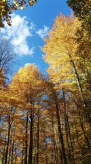Fototapeta premium Golden autumn leaves illuminate the forest under a bright blue sky in the crisp afternoon air