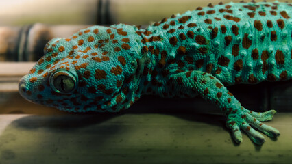lizard gecko hanging on a bamboo wall