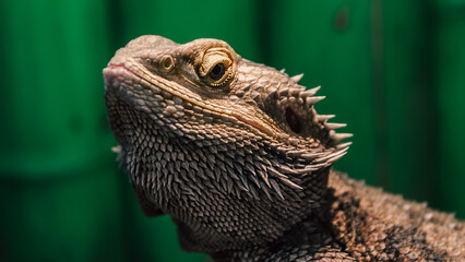 iguana lizard portrait close up