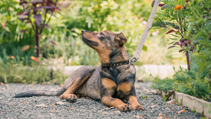 mongrel dog on a leash is lying on the path and enjoying a summer day