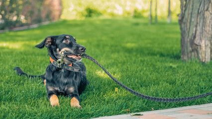 mongrel puppy gnaws a leather leash on a walk in the park