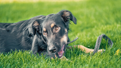 mongrel puppy gnaws a leather leash on a walk in the park