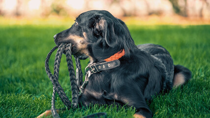 mongrel puppy gnaws a leather leash on a walk in the park