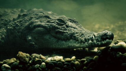 crocodile alligator under water close up