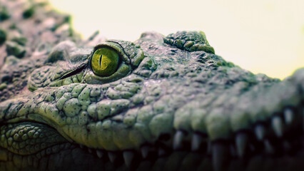 crocodile head isolated close up on a green background