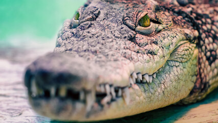 crocodile head isolated close up on a green background
