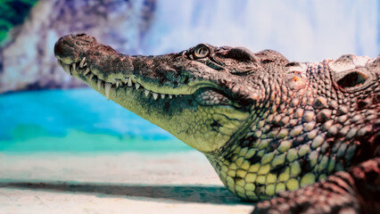 Fototapeta premium crocodile head with toothy mouth and green eye closeup