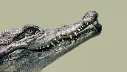 crocodile head isolated close up on a green background