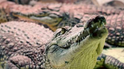 several alligator crocodiles close up