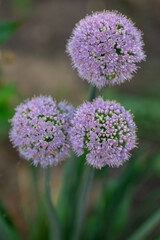 Close-up of blooming purple allium flowers in garden on a sunny day. Concept of nature, floral beauty, and outdoor gardening