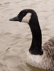 goose on the water