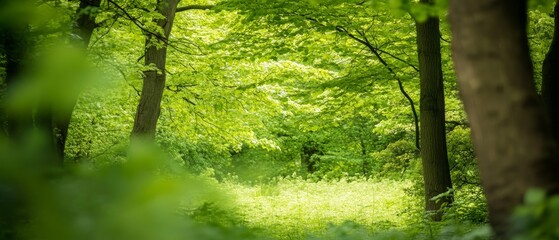 Obraz premium Escape to the wilderness: High-resolution forest wallpaper for any project.