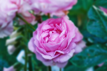 Floral, plant and pink rose in garden for blooming season, blossom and growth in spring. Closeup, nature and sustainable gardening with flower petals, leaves and ecology in eco friendly environment