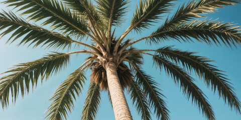 Swaying Palms Under the Tropical Sky - palm trees9