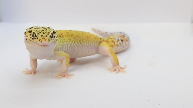 Beautiful lizard. Leopard gecko on a white background, macro video of the animal. Place for text