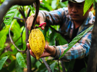 Cocoa farmer use pruning shears to cut the cacao pods or fruit ripe yellow cacao from the cacao...