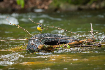 Western yellow wagtail (Motacilla flava) a small bird with colorful plumage sits on an old tire thrown into the river. Garbage in the river.