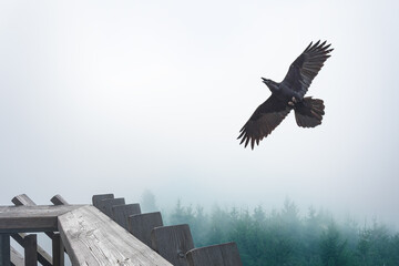 Common raven (Corvus corax) large black bird flies high above the trees. Railing on top of a lookout tower in the mountains, thick fog in the morning in the forest.