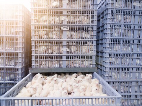 Day old chicks on the basket  production in hatchery farm. new born chicken on induatry farm hatchery.
