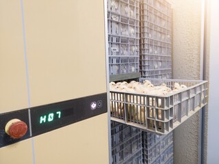 Hatching eggs in modern incubator hatchering machine, A newborn chicken is knocked out of an eggs ,brood of small chicks.