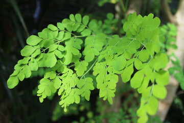 Obraz premium Vibrant Green Moringa Leaves Close-Up