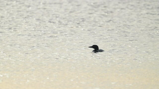 Loon in Water Dripping Beak