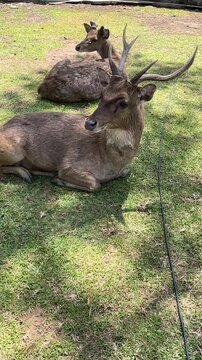 a pair of deer in the park