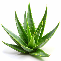 aloe Vera plant