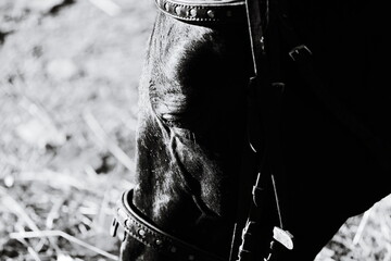 A close-up shot of a horse's nose in black and white. © Fotograf