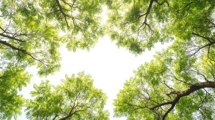Fototapeta premium Lush Green Tree Canopy Against Bright Sky