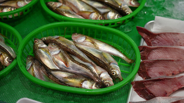"HATAHATA" fish.Japanese sandfish