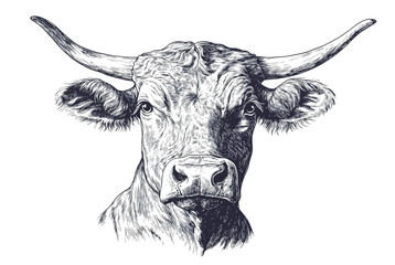 Cow, bull, farm. Vintage retro print, black white cow sketch ink pencil style drawing, engrave old school. Sketch artwork silhouette farm cow, white background. Side view profile. Illustration
