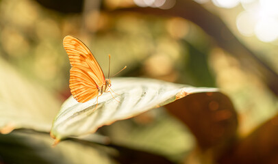 Dryas iulia (Julia Schmetterling)