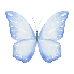 Watercolor blue butterfly. Hand drawn isolated illustration on white background.