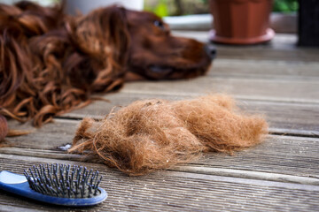 Brushing dog hair, happy Irish Setter after brushing. Hair, brush