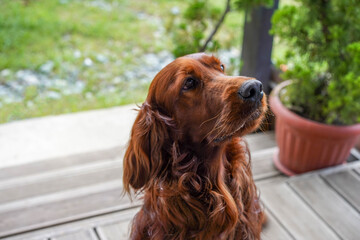 Portrait of a happy Irish Setter. Purebred hunting dog
